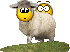 Worried Sheep