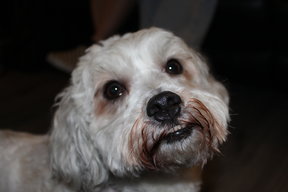 vinnybhoy