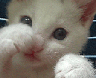 KO Kitty